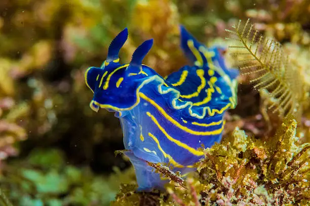 Nudibranch and coral reefs