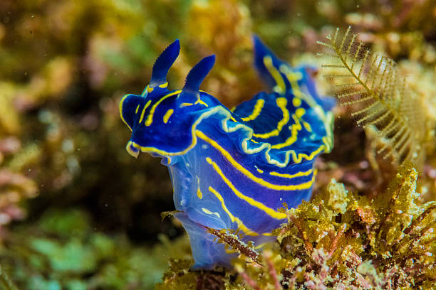 nudibrânquio - nudibranch - fotografias e filmes do acervo