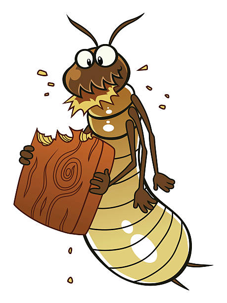 illustrazioni stock, clip art, cartoni animati e icone di tendenza di termite pasti legno - termite