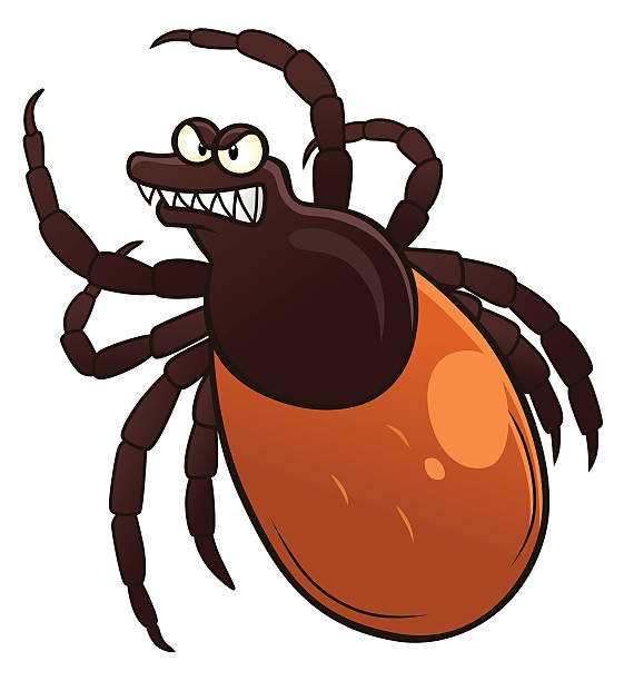 Tick Cartoon angry tick. arthropod stock illustrations
