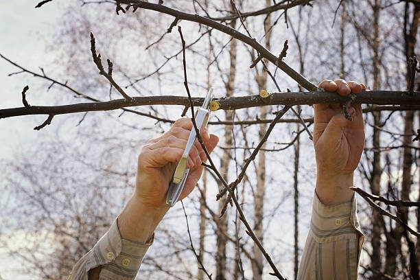 istock gardener to plant the seedlings in the spring 476309192