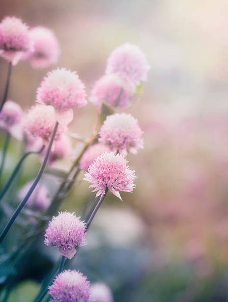 istock Pink flowers on the meadow 476309578