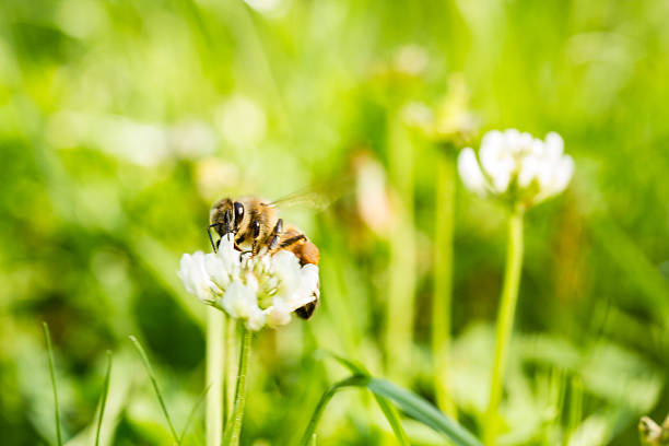 istock Honey bee in garden 476312205