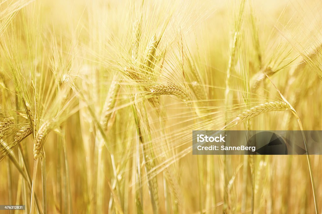 Primo piano, orecchie di grano di campo - Foto stock royalty-free di Abbondanza