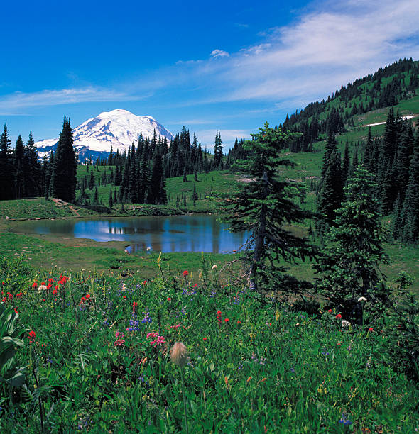 istock Mount Rainier, Wildflowers and Alpine Lake 476313917