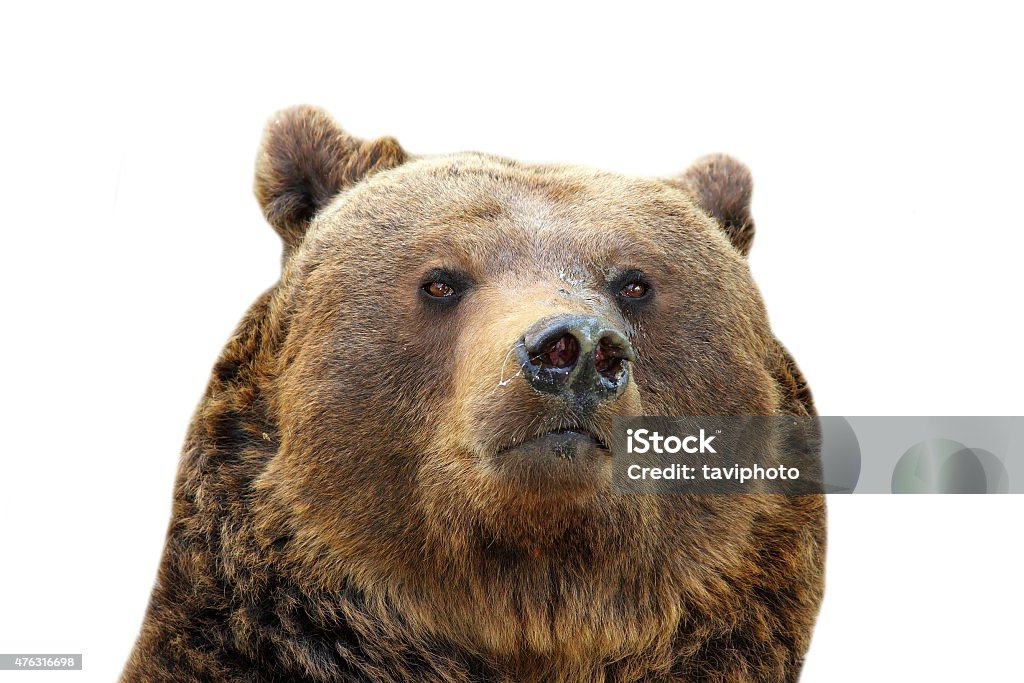 brown bear isolated portrait huge brown bear portrait ( Ursus arctos ) isolated over white background Animal Head Stock Photo
