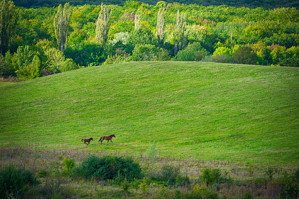 Two horses on green meadow and blue sky with clouds