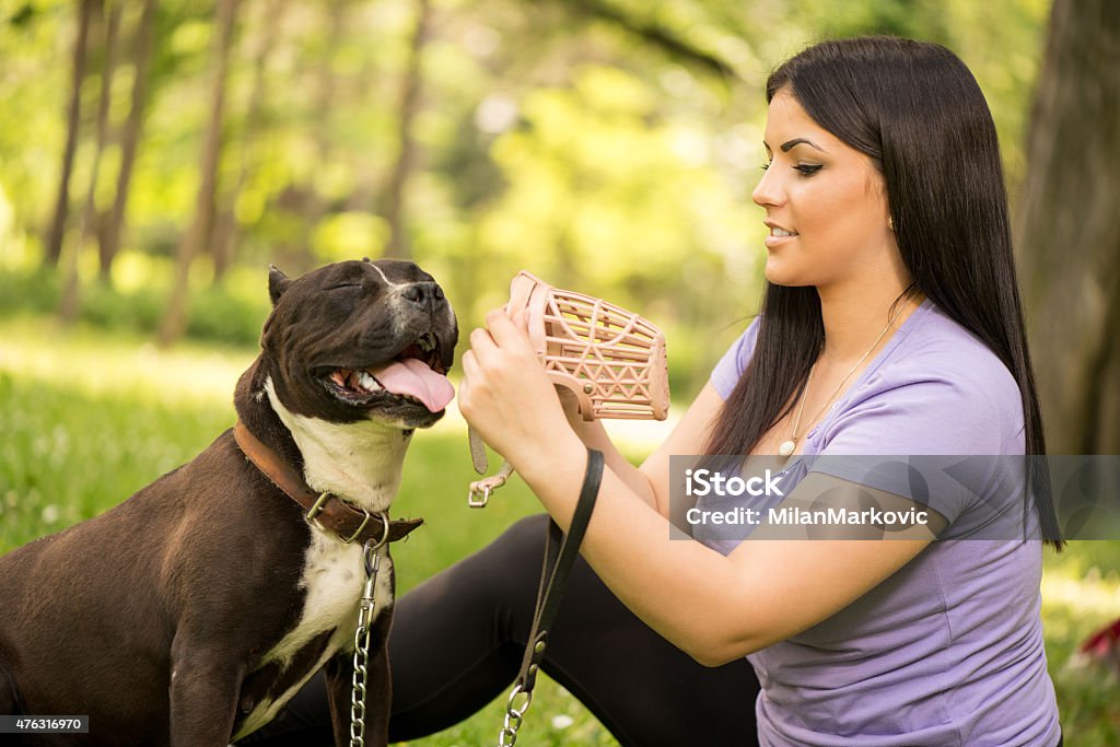 Girl And Dog Beautiful young woman puts muzzle basket to her cute stafford terrier in the park. Restraint Muzzle Stock Photo