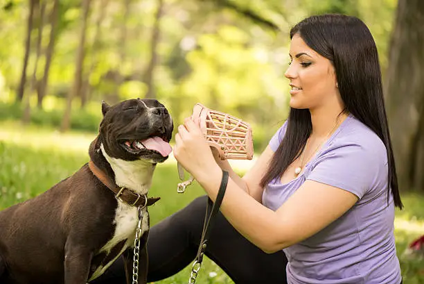 Beautiful young woman puts muzzle basket to her cute stafford terrier in the park.