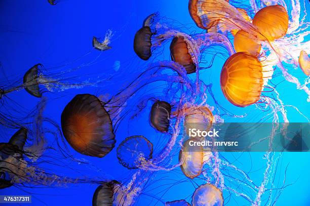 Group Of Jellies Stock Photo - Download Image Now - Animal, Blue Background, Colored Background