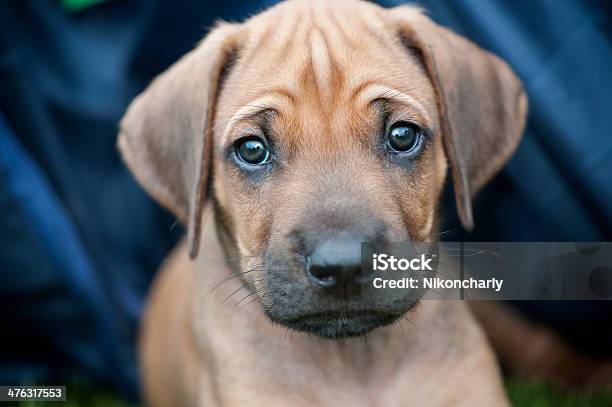 Rhodesian Ridgeback Puppy Stock Photo - Download Image Now - Animal, Brown, Dog