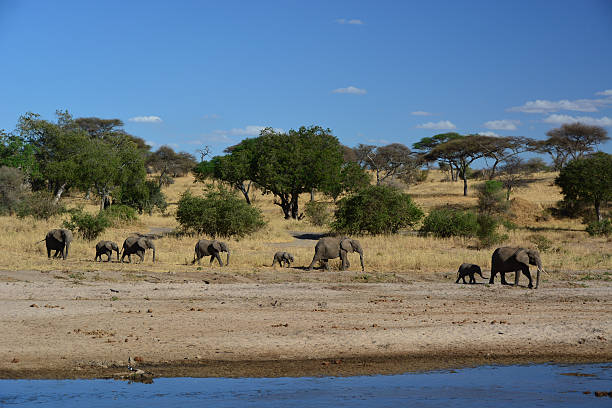 istock elephant family in tanzania 476319330