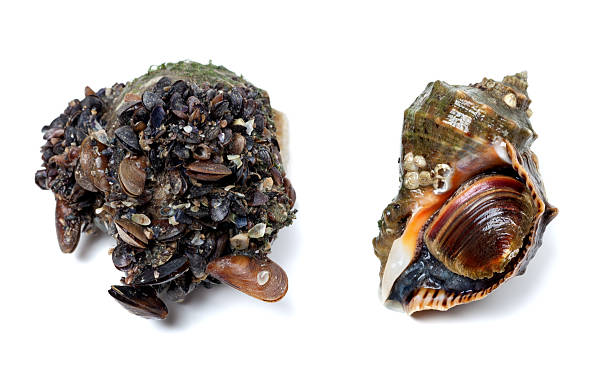 istock Veined rapa whelk covered with small mussels 476319694