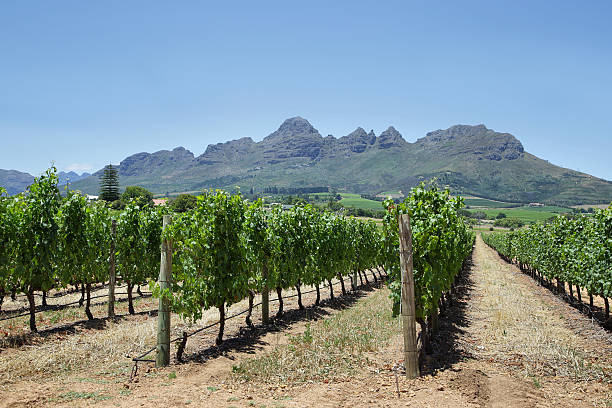 istock Vineyards landscape near Franschhoek 476319754