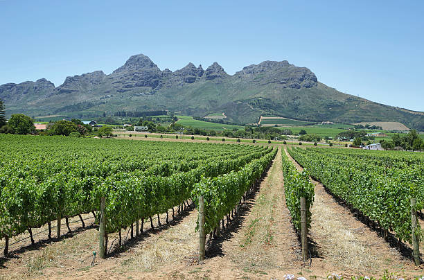 istock Vineyards landscape near Franschhoek 476319756