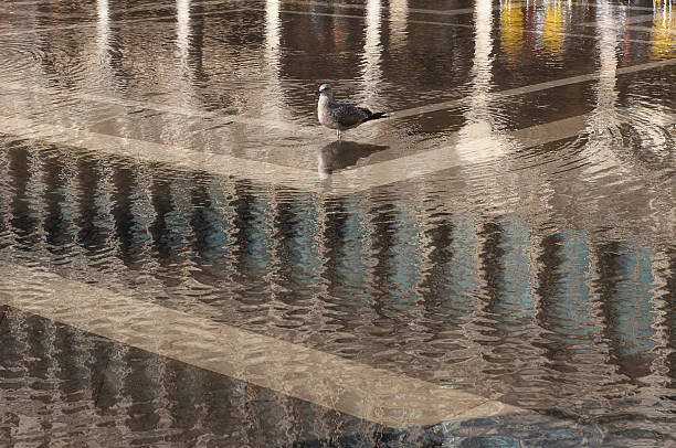 Reflection and seagull, Venice, Italy. stock photo
