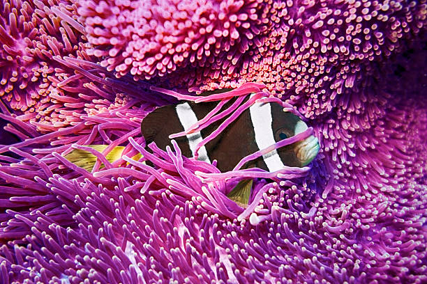 clarks anemonefish (amphiprion clarkii) in purple anemone - 銀線小丑魚 個照片及圖片檔