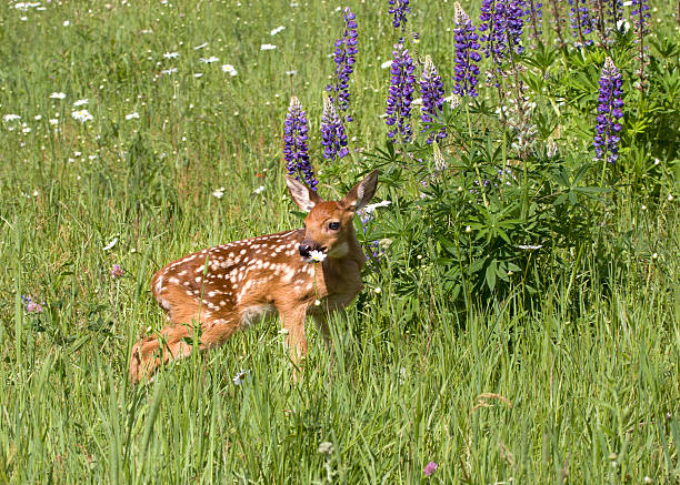 istock White-tailed Deer Fawn Standing in Wildflower Meadow 476320558
