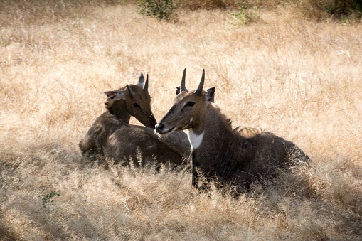 Two Nilgai (blue bull)  in Gir forest in Gujarat, India. They are the largest antelope in Asia