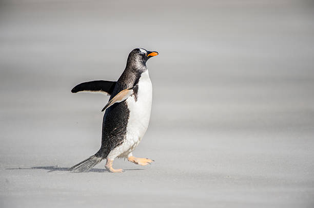 istock Penguins in Antarctica 476320750