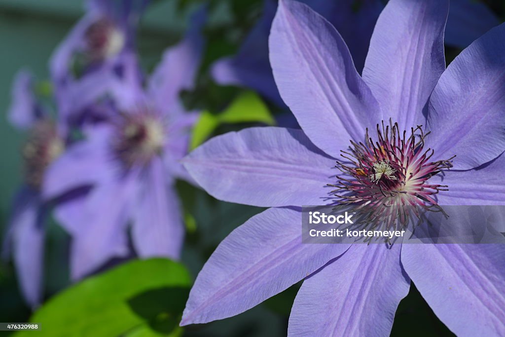 Purple Clematis Selective focus close-up of a Purple Clematis 2015 Stock Photo