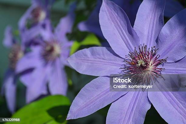 Purple Clematis Stock Photo - Download Image Now - 2015, Clematis, Close-up