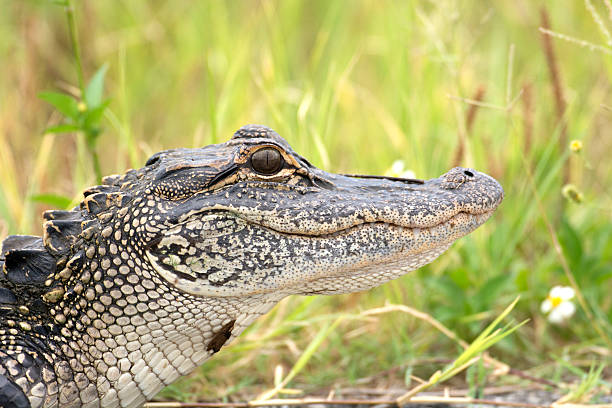 istock Young American alligator 476321208
