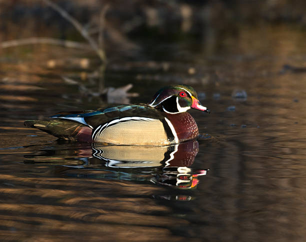 istock Male wood duck 476321304