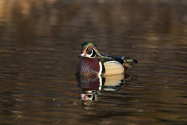 istock Male wood duck 476323310
