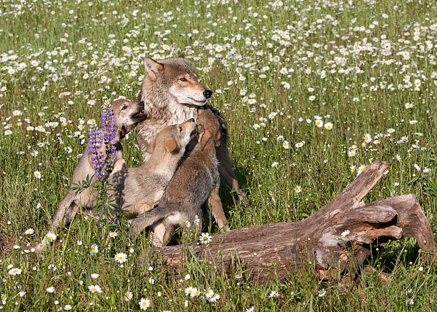 istock Wolf and Affectionate Puppies in Wildflowers 476323338