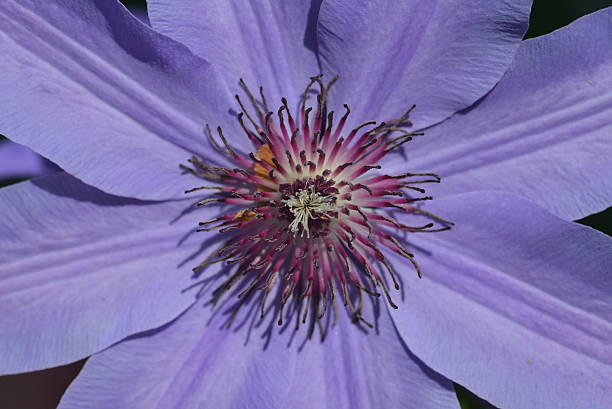 Macro of Purple Clematis stock photo