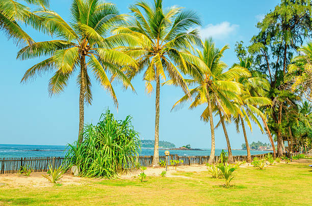 istock Amazing sandy beach with coconut palm 476323474