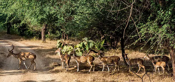 Herd of deers in Gir forest in Gujarat, India.