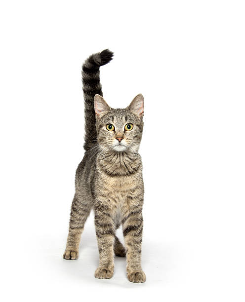 istock Adult tabby cat on white 476323660