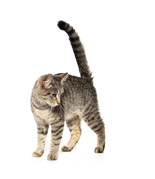 istock Adult tabby cat on white 476323676