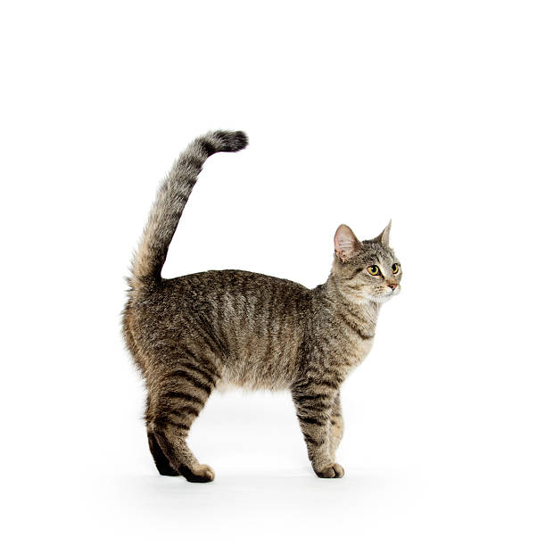 istock Adult tabby cat on white 476323684