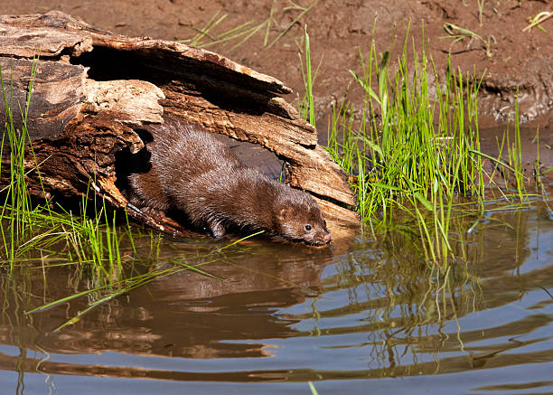 Mink Entering the Water from a Hollow Log Amercian mink coming out of a hollow log to enter water american mink stock pictures, royalty-free photos & images