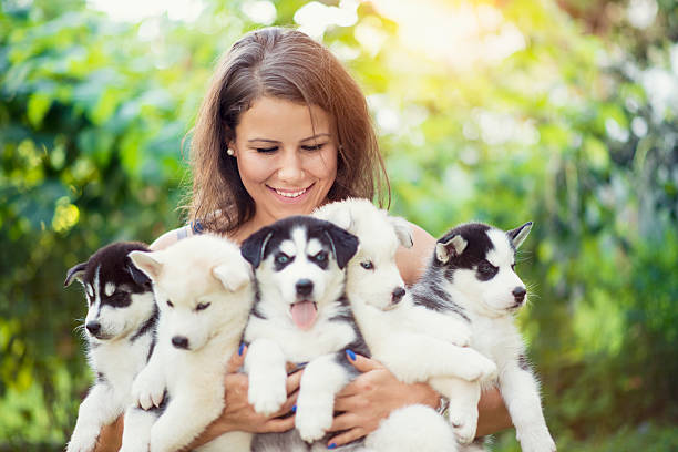 Cheerful Young Female Holding Five Lovely Husky Baby Puppies Cheerful Young Female Holding Five Lovely Husky Baby Puppies. Photo taken outdoor in the nature while the baby puppies having fun in the arms of their owner. five animals stock pictures, royalty-free photos & images