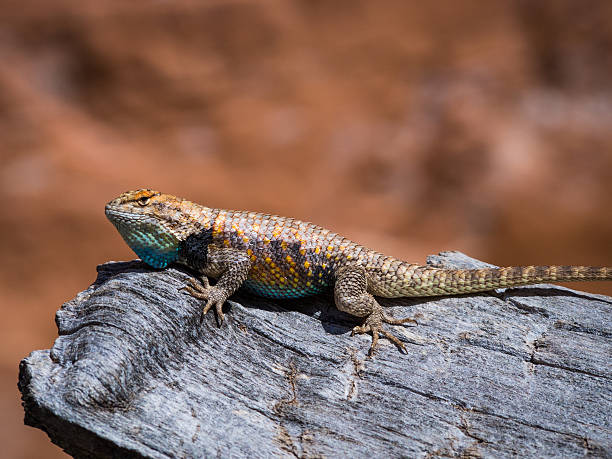istock Desert Spiny Lizard in Coyote Gulch 476324248