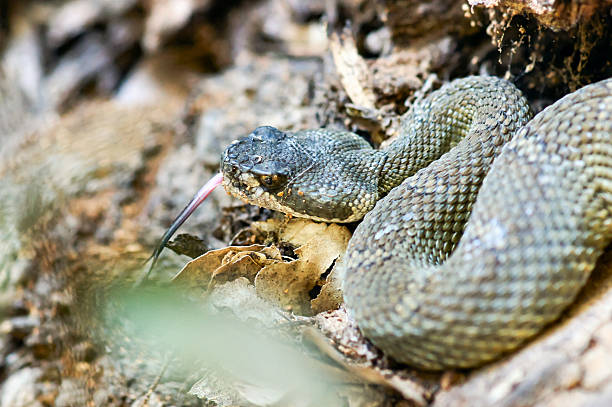 istock Northern Pacific Rattlesnake on alert 476324252