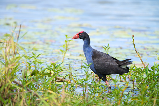 A Purple Swamphen walking in the marsh, water's edge, looking for food.  Green vegetations in the foreground, blue water background.  Queensland, Australia