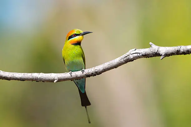 A very colourful Rainbow Bee-eater sitting on a branch, with green background.  Queensland, Australia