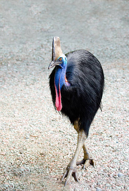 An endangered Southern Cassowsary walking on a gravel path, it is a flightless bird. Queensland, Australia 