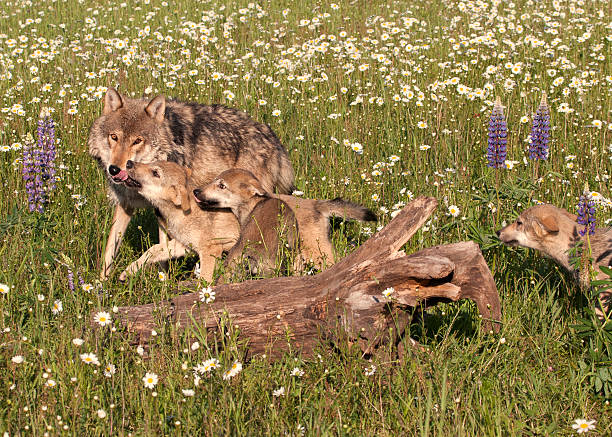 istock Wolf Pups and Mom in Wildflowers 476324394