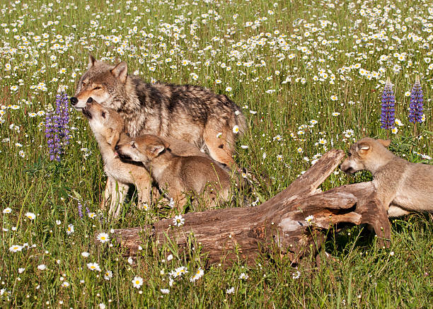 istock Wolf Puppy Nipping Mother's Face 476324642