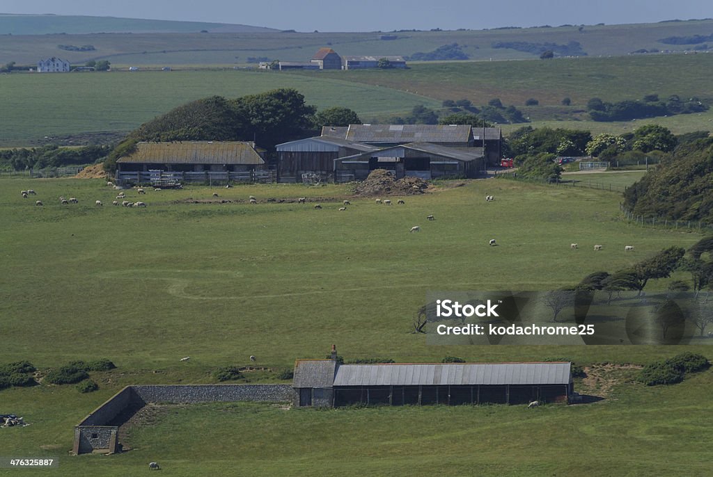 Oveja - Foto de stock de Agricultura libre de derechos