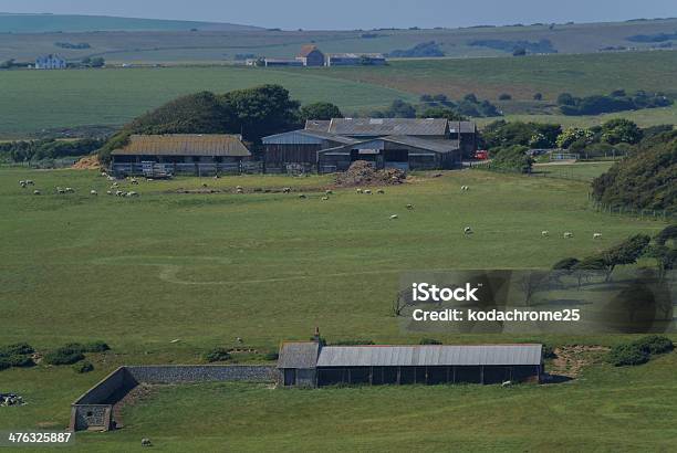 Oveja Foto de stock y más banco de imágenes de Agricultura - Agricultura, Aire libre, Alimento