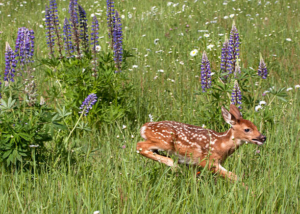 istock White-tailed Fawn Running through Flowers 476327454