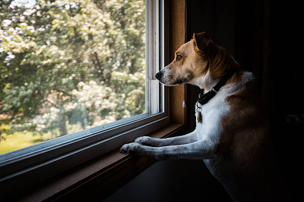 istock Dog Looking Out the Window 476327532