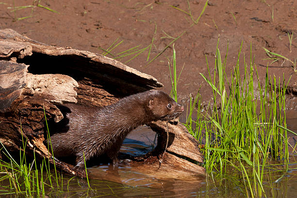 Alert Mink Peeking Out of Log Adult American mink on the lookout from the safety of its hollow log near the river american mink stock pictures, royalty-free photos & images